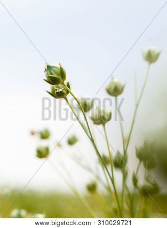 Green Flax (linum Usitatissimum, Common Flax Or Linseed) Capsules Ripening In The Flax Field.