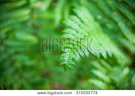 Beautiful Green Fern Stems And Leaves (pteridophyta)