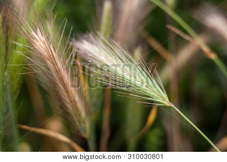 Barley Grass Or Wall Barley (hordeum Murinum) With Dewdrops. Close-up.