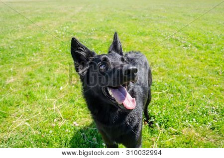 Young Energetic Half-breed Dog Walks In The Meadow. How To Protect Your Pet From Hyperthermia. Summe