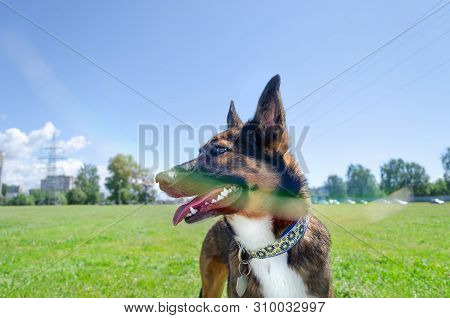 Young Energetic Half-breed Dog Walks In The Meadow. How To Protect Your Pet From Hyperthermia. Summe