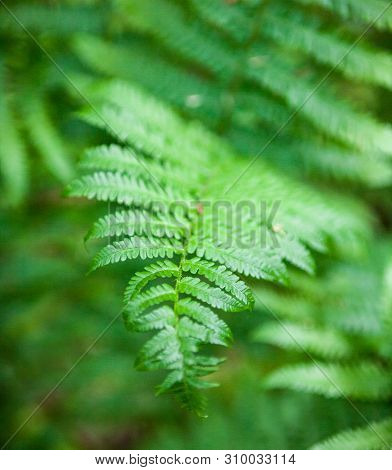 Beautiful Green Fern Stems And Leaves (pteridophyta)