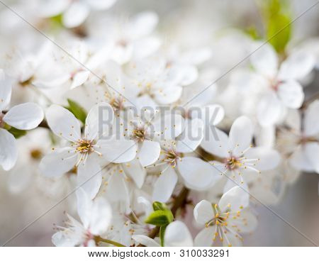 Cherry Tree Flowers In The Spring Garden. Spring Blossom. Close-up.