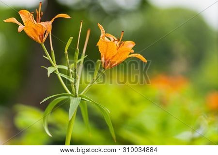 Macro Shot Of Orange Lilies In Soft Focus