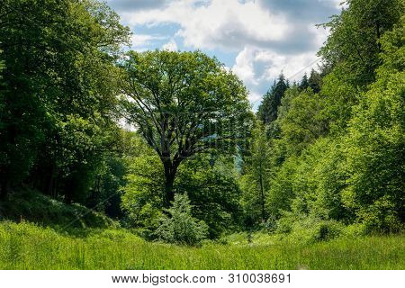 Hike Along The Long-distance Hiking Trail Neckarsteig In Germany