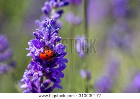 A Seven Spot Ladybird (coccinella Septempunctata) On A Lavender Plant