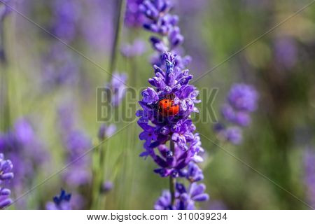 A Seven Spot Ladybird (coccinella Septempunctata) On A Lavender Plant