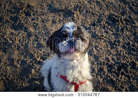 Young Energetic Shih Tzu Walks. How To Protect Your Pet From Hyperthermia. Summer Activity.