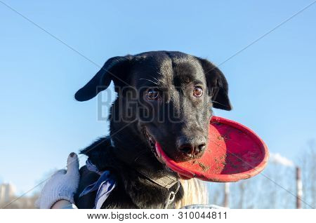 Young Energetic Half-breed Dog Walks. How To Protect Your Pet From Hyperthermia. Summer Activity.