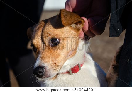 Young Energetic Half-breed Dog Walks. How To Protect Your Pet From Hyperthermia. Summer Activity.