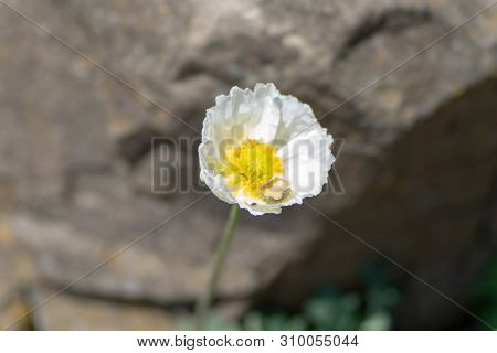 Macro Shot Of A White Flower On A Natural Background In A Soft Focus