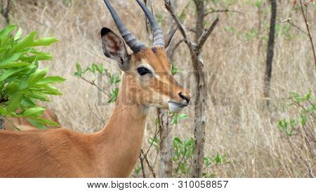 Male Impala In South Africa Krueger National Park