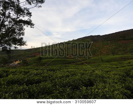 Tea Plantation In Up Country Near Nuwara Eliya, Sri Lanka