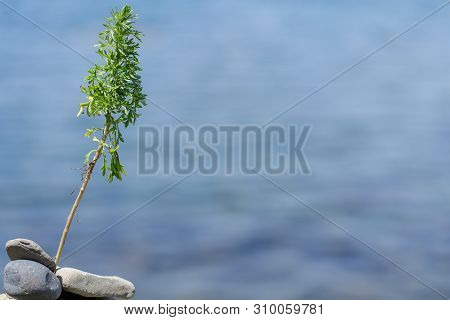 A Picture Of The Plant Against The Sea