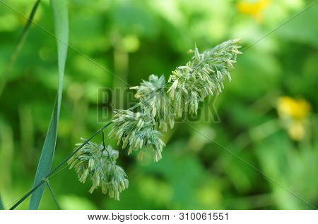 Macrophotography Of Flowering Dactylis Glomerate, The Cocksfoot Or Orchard Grass