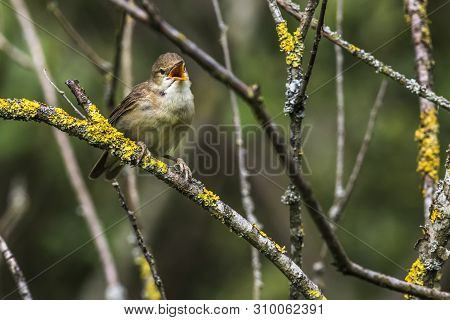 Eurasian Reed Warbler(acrocephalus Scirpaceus)