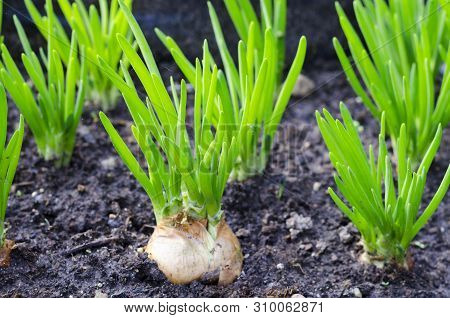 Onion Head With Green Leaves Growing In Ground.