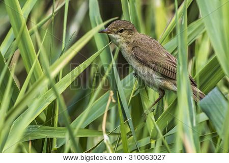 Eurasian Reed Warbler(acrocephalus Scirpaceus)
