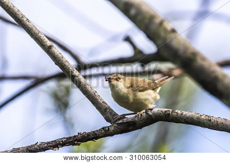 Eurasian Reed Warbler(acrocephalus Scirpaceus)