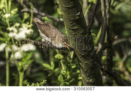 Eurasian Reed Warbler(acrocephalus Scirpaceus)