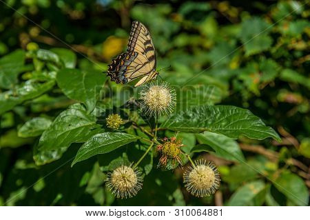 Yellow Swallowtail Butterfly On A Buttonbush Plant In Summer By The Lake