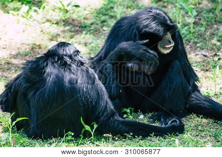 The Siamang Is An Arboreal Black Furred Gibbon Native To The Forests Of South East Asia. The Largest