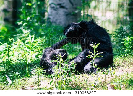 The Siamang Is An Arboreal Black Furred Gibbon Native To The Forests Of South East Asia. The Largest
