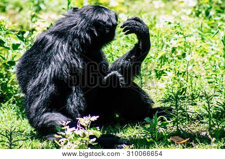 The Siamang Is An Arboreal Black Furred Gibbon Native To The Forests Of South East Asia. The Largest