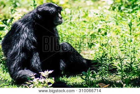 The Siamang Is An Arboreal Black Furred Gibbon Native To The Forests Of South East Asia. The Largest