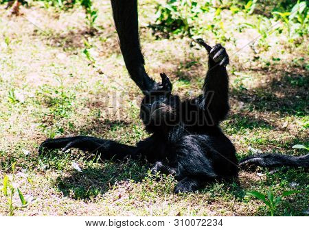 The Siamang Is An Arboreal Black Furred Gibbon Native To The Forests Of South East Asia. The Largest