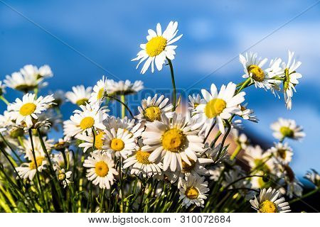 Beautiful Bloooming Chamomile Daisy Flowers In Summer Garden Over Blue Sky Background.