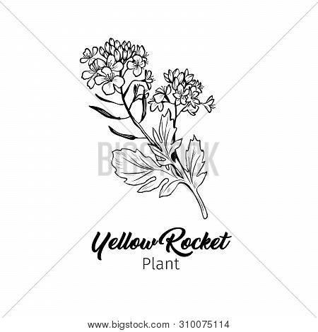 Barbarea Vulgaris Blossom Freehand Vector Illustration. Blooming Summer Honey Plant Black And White 