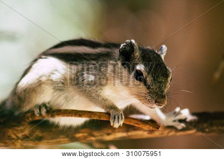 The Northern Palm Squirrel Is A Species Of Rodent In The Family Sciuridae, It Is A Semi Arboreal Spe