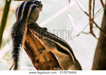 The Northern Palm Squirrel Is A Species Of Rodent In The Family Sciuridae, It Is A Semi Arboreal Spe