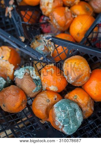 Rotten Mandarin Oranges On The Landfill. Spoilt Citrus Products. Rotten Tropical Fruit. Pile Of Garb