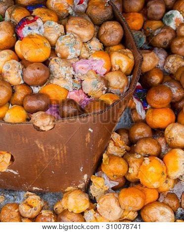 Rotten Mandarin Oranges On The Landfill. Spoilt Citrus Products. Rotten Tropical Fruit. Pile Of Garb