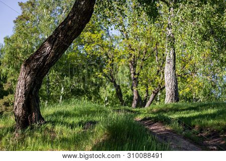 Beautiful Hillock With Oaks And Birches, Green Landscape