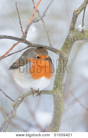 Robin redbreast