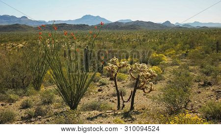 Ocotillo And Cholla Cactus In The Sonoran Desert At Ajo In Arizona