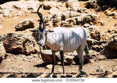The Addax, Also Known As The White Antelope And The Screwhorn Antelope, Is An Antelope Of The Genus 