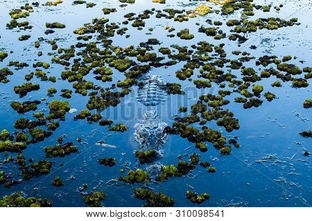 Salt Water Crocodile (salty) In The Water In Kakadu Nation Park (australia, Northern Territory)