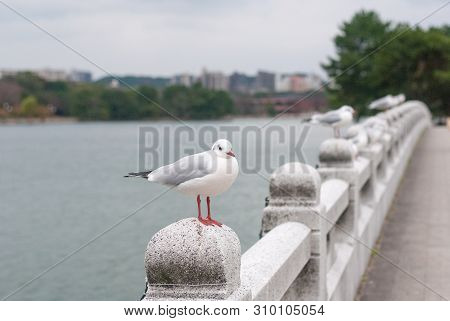 White Birds Standing On The Stone Bridge With Has Lake And Building In The Background