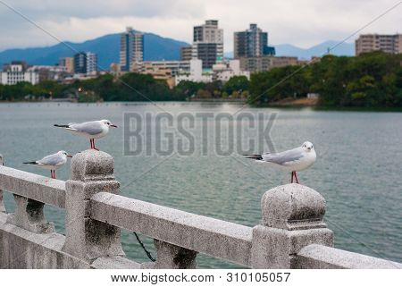 White Birds Standing On The Stone Bridge With Has Lake And Building In The Background