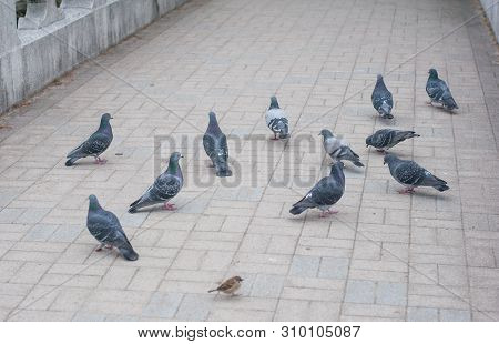School Of Pigeons Walking And Feeding On The Floor Of Bridge