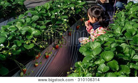 Cute Kid Asian Girl Eating Strawberry Surrounded By  Strawberry Tree With Fresh Strawberry Fruit At 