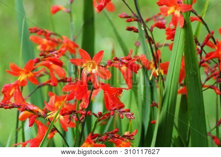 Crocosmia Or Montbretia Plant In Bloom With Orange Flowers