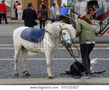 The Girl Next To The White Pony In Windy Weather, The Dvortsovaia Ploshchad  Saint Petersburg Russia