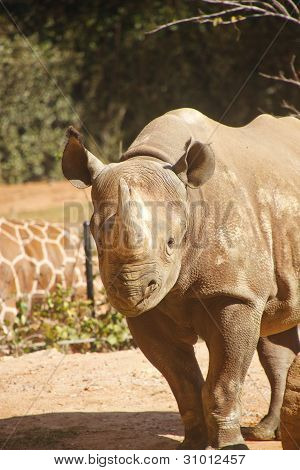 Rhinocerous zu FuÃŸ in Richtung Kamera