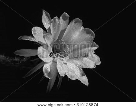 Part Of A Flower Blooming Cactus Echinopsis Obrepanda Black And White. Close Up