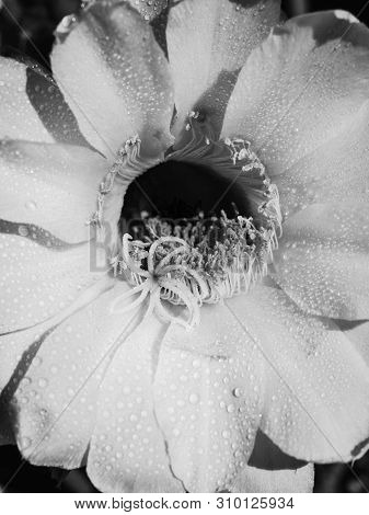 Part Of A Flower Blooming Cactus Echinopsis Obrepanda Black And White. Close Up. Vertical